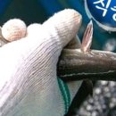 바다장어 이미지