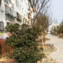 봉선초등학교 이미지