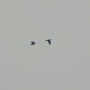 낙동강변23 이미지