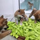 수원시바견 이미지