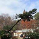 삼백로 | 안성카페 풍산개가 맞아주는 감성 카페, 풍사니랑 내돈내산 솔직 후기