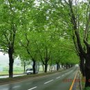 청주가로수길 이미지