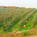 화강농장 이미지