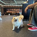 발넷이야 | 대구 애견카페 발넷이야 솔직 후기! 강아지가 난리난 이유는?