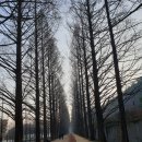 가로수길 | 담양 메타세콰이어 가로수길 후기 입장료 산책 코스 정리