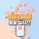 교통정보CCTV-한경대사거리 | 2026년 광명 안양천 벚꽃 실시간 CCTV, 전용 화면 없는 이유와 확인 방법