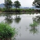 경북 칠곡군 북삼읍 인평리 달비못 이미지