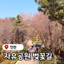 송학동-04 | 인천 자유공원 벚꽃축제, 인천벚꽃명소 인천차이나타운 놀거리 후기 인천꽃구경 놀곳 코스 추천