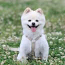 멍냥 펫택시 이미지