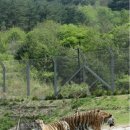 봉자마켓 | 200만 송이 가을꽃의 향연! 2025 봉자페스티벌 주말 데이트 코스로 강력 추천!(feat.나태주 시인)