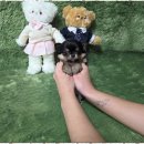 광주강아지분양 고양이분양 펫왕국 이미지