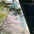 안양천 | 서울 숨은 벚꽃 명소 | 안양천 벚꽃 실시간 후기, 개화시기, 옷차림, 주차 정보