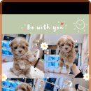 멍벤져스 이미지