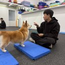 아이캔독 네이버블로그