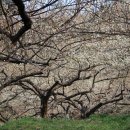 (주)야음시장 이미지