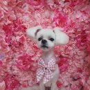 바비펫살롱 이미지