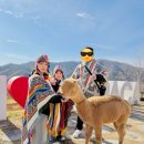 사슴자연방목장 | 겨울 국내여행지 추천 알파카월드 홍천 가볼만한곳