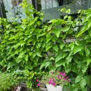 카페일분 안성점 이미지