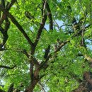 왕조초등학교 이미지