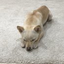 스피드항균세탁소 | 집에서 셀프로하는 러그 세탁법