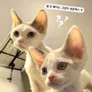 데본렉스 가정분양, 정식적인 출산 허가를 보유한 가정에서 태어나요