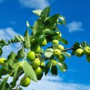 두루봉농원2 이미지