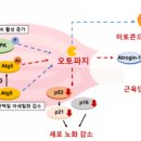 밤꽃의 새로운 가치 발견 근육 노화 개선 효과 이미지