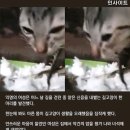 늘 '외면'당하다 처음 밥 챙겨준 사람에 고마워 눈물 '그렁그렁' 맺힌 길냥이 이미지