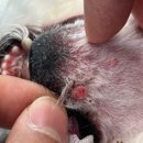 보정동물병원 이미지