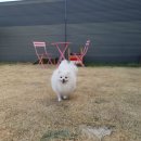 보니블루