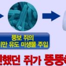 뚱보야식