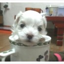 아지&냥이 이미지