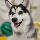 젤리펫살롱 with 아로마 이미지