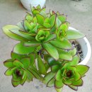 솔빛농장 이미지