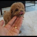 플레이독 남양주점 이미지