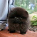 왜관동물병원 | 왜관강아지분양 경험담｜미유펫대구점에서 찾은 우리 가족의 소중한 인연