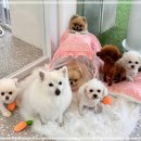 숭구리댕댕 이미지