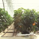 일심농장 이미지