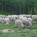 양떼목장 이미지