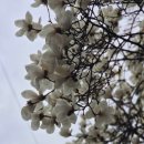 연극 <아이스울프>(공연취소) | [주간일기] 평일에는 아무 일도 일어나지 않아 :3/30-4/5