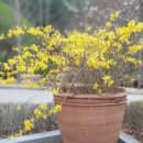 서종의 아침 이미지