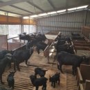 해든누리 흑염소농장 이미지