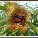 내대리 농장 이미지