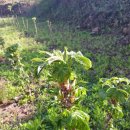 금문농장2 이미지