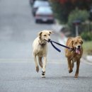 행복한강아지 이미지