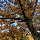 좋은마을 | 대구 단풍 은행나무 산책하기 좋은 곳 옻골마을 방문 후기