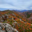 롯데리아분평점 이미지