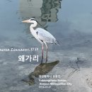 삼매경에 빠진 왜가리 Grey heron in spiritual concentration 이미지