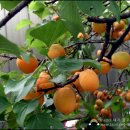 소리나무(주) 이미지