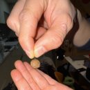 와일드짐 | 몬지 비와일드 로우그레인 멧돼지 사료 급여 후기｜낚시줄 이슈 확인해봤습니다.